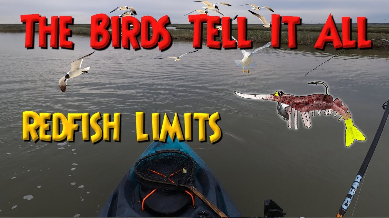 Red Fish Limit Let The Birds Tell It! Redfish Limits In The Marsh Kayak Fishing South ...