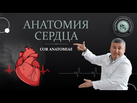 Анатомия сердца, строение, гемодинамика, пороки. Heart, hemodynamics, defects