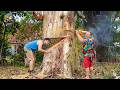 Idiots With Chainsaws: Tree Cutting Fails | Extreme Dangerous Logging Truck Fails #34