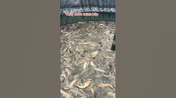 cá trê vàng lai cần ra LH 0902755567