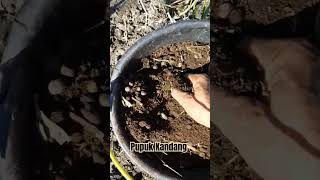 Pupuk Kandang Untuk Tanam Jagung #pupukkandang #pupukorganik #tanamjagung