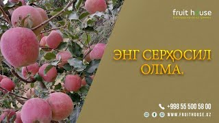 Серҳосил олмалар ичида энг серҳосили!#apple #olma #яблоки #orchard #bog'dorchilik #сад #Pink Lady