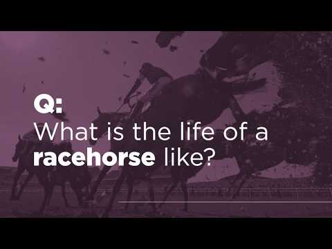 Quality of Life - Horseracing