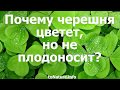 Почему черешня цветет, но не плодоносит?