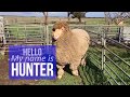 Sherlock Poll Merino Stud - Meet Hunter Sherlock Poll Merino Stud - Meet Hunter