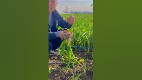 Ide cerdas petani yang memanen daun bawang di ladang #shorts