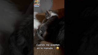 Cuándo la manada gatuna me acepta 🐾❤️🥹 #peluqueríacanina #superpet #catlovers