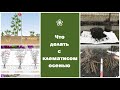 ❀ Что делать с клематисом осенью