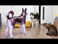 Ractions des chiens et des chats  la vue dun faux husky