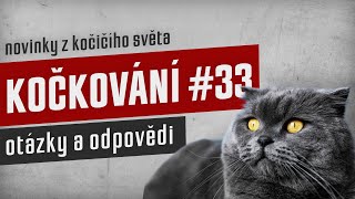 KOČKOVÁNÍ #33 - Stream: otázky a odpovědi