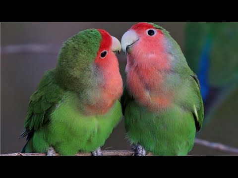 Papagalul AGAPORNIS - pasărea dragostei