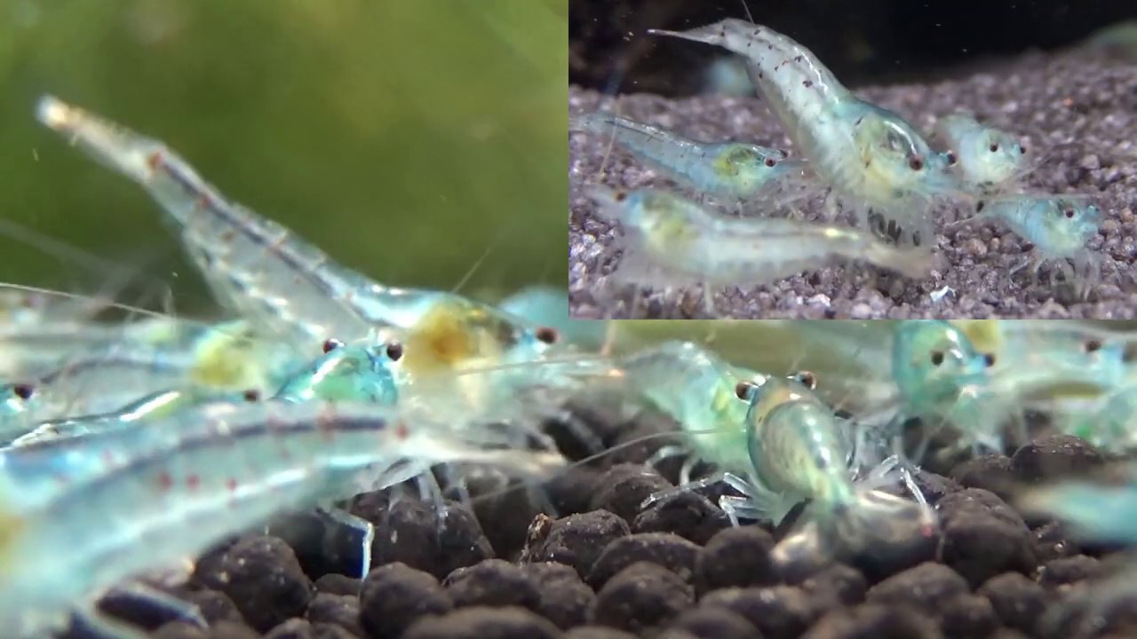 Aquarium Schwammfilter Für 2–15 Gallonen – Ultra-leise, Mit Belüftung, Für Betta & Garnelen
