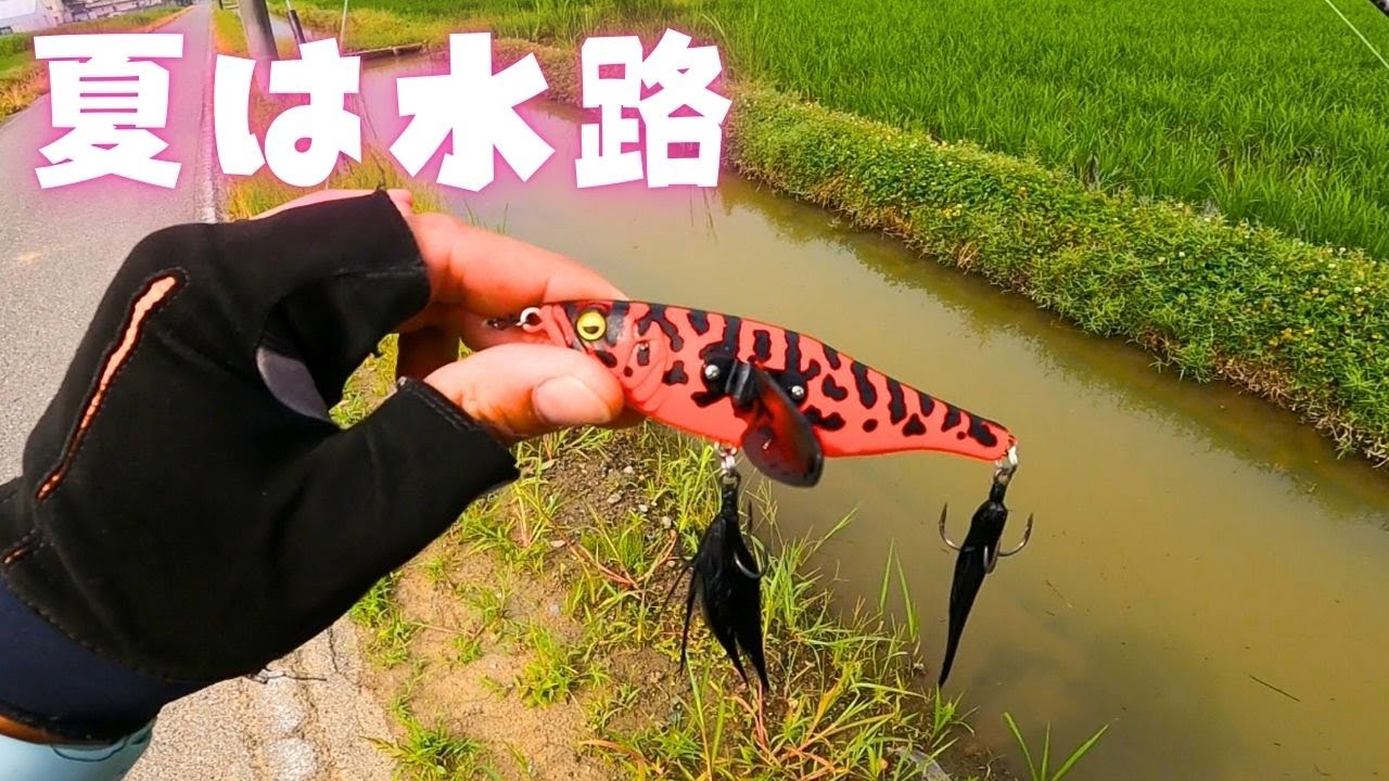 夏の水路にロマンを求めて挑む！[バス釣り] [五三川バス釣り] [トップウォーターバス釣り]