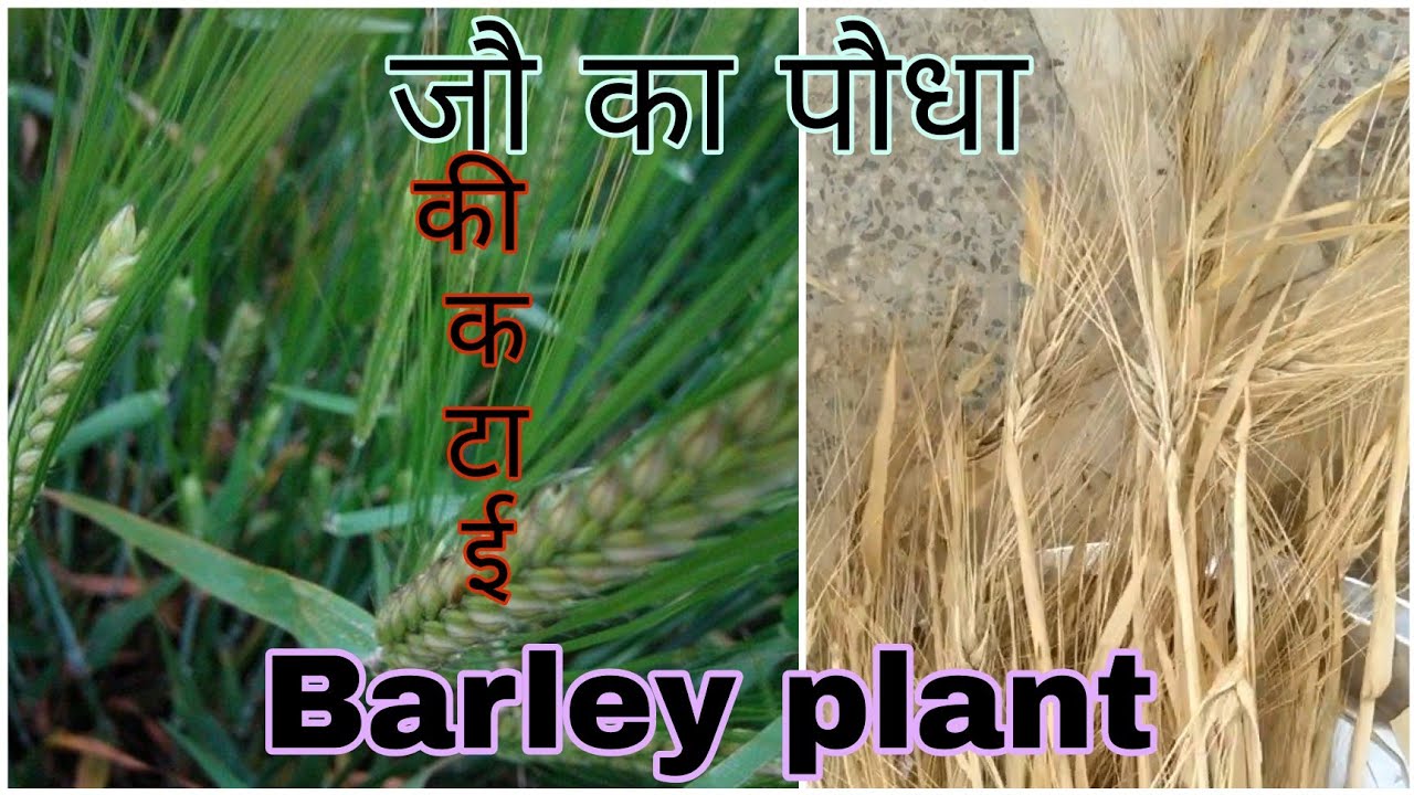 जौ की कटाई|Harvesting of barley|जौ का पौधा|barley plant|