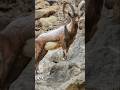 Sindh ibex Hingol National park #shorts #wildlife #animals