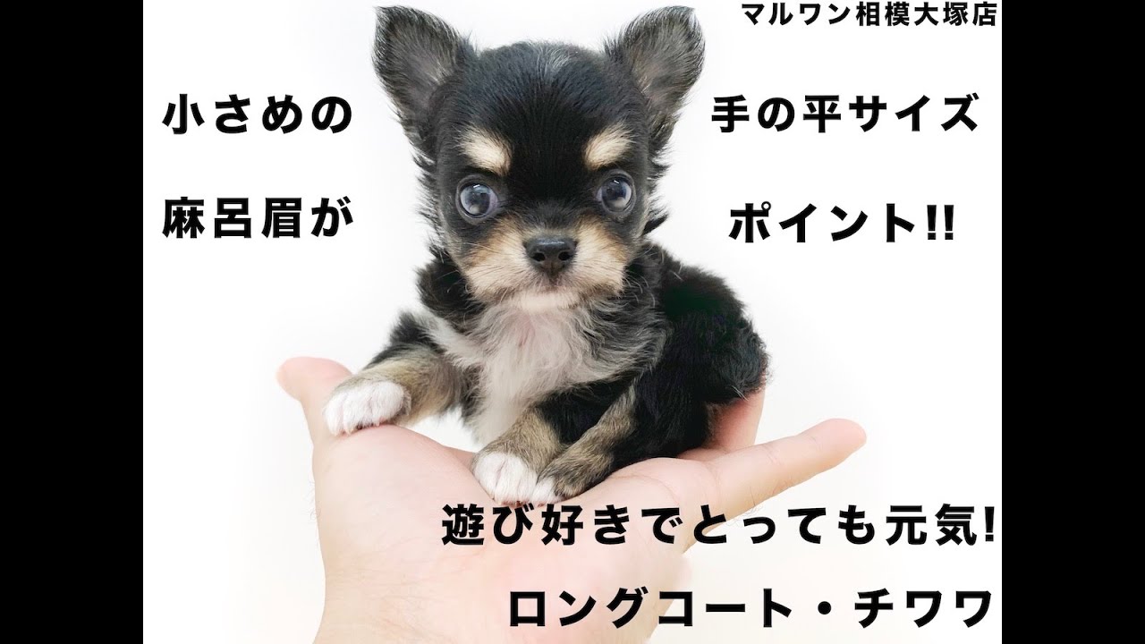 チワワ 世界最小犬種の中でも小さめの手の平サイズ 寝姿に癒されます マルワンblog ペットショップ マルワン 小さめ子犬 美形な子猫 初心者安心のサポート