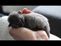 She Thought They'd Saved a Gray Kitten, but Soon They Were Stunned When It Changed Its Color