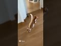 ご飯に慌てすぎ! ネコの癒し