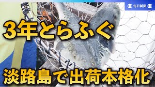 大ぶりで締まった身「3年とらふぐ」　淡路島で出荷本格化