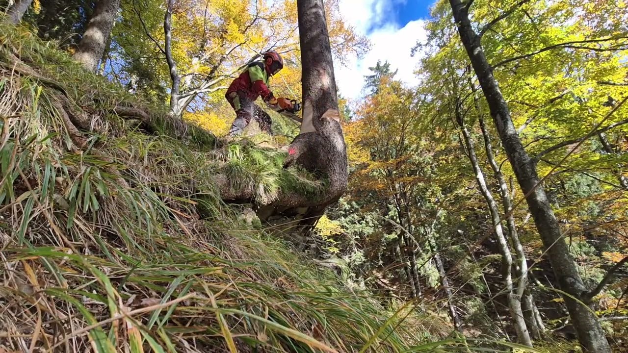 Podiranje smrek (STIHL MS 400.1C-M)