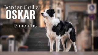 Border Collie „OSKAR“ | 17 months | Dog Tricks and fun