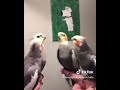 تيك توك الطيور