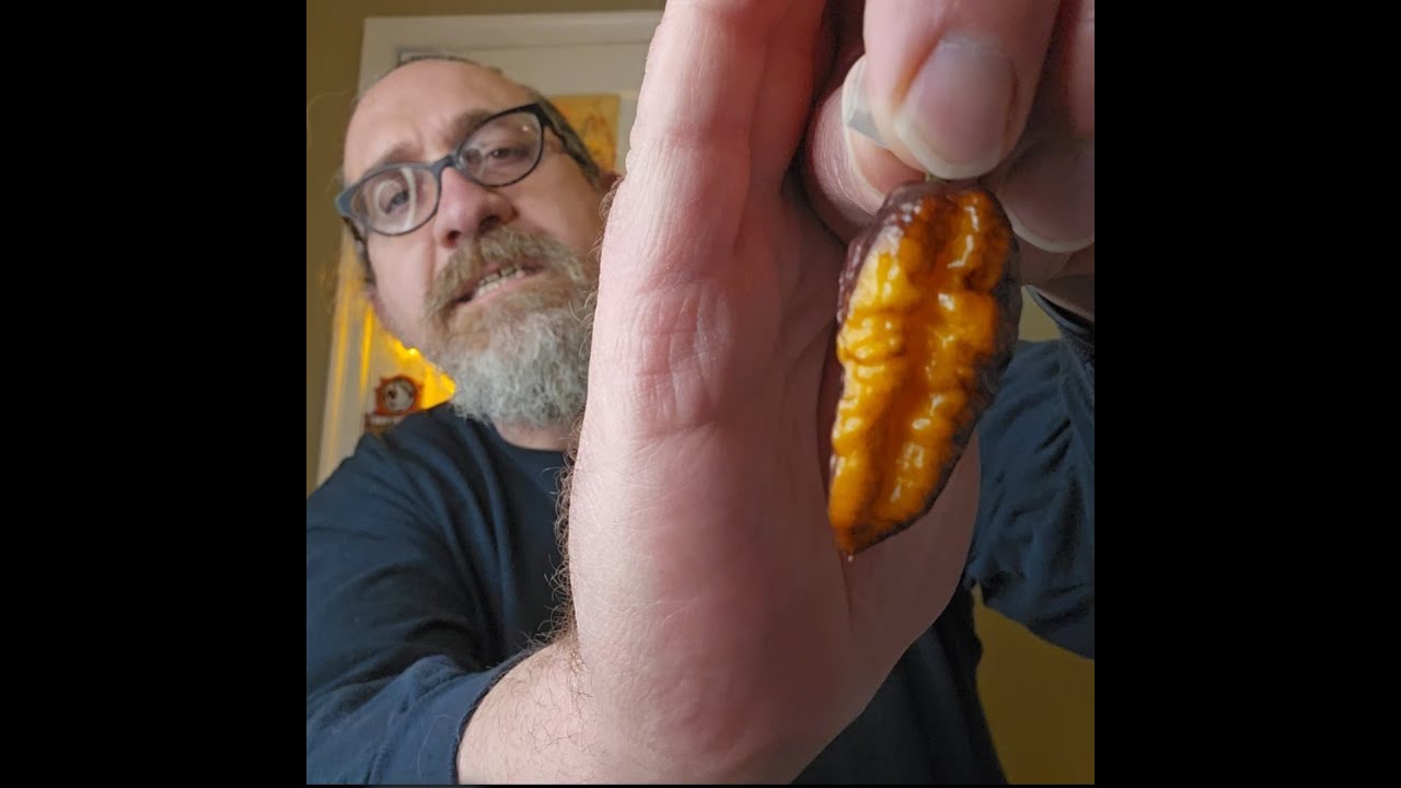 Carnotaurus F1 – Цветочный зверь в одном растении | Обзор диких генотипов перца