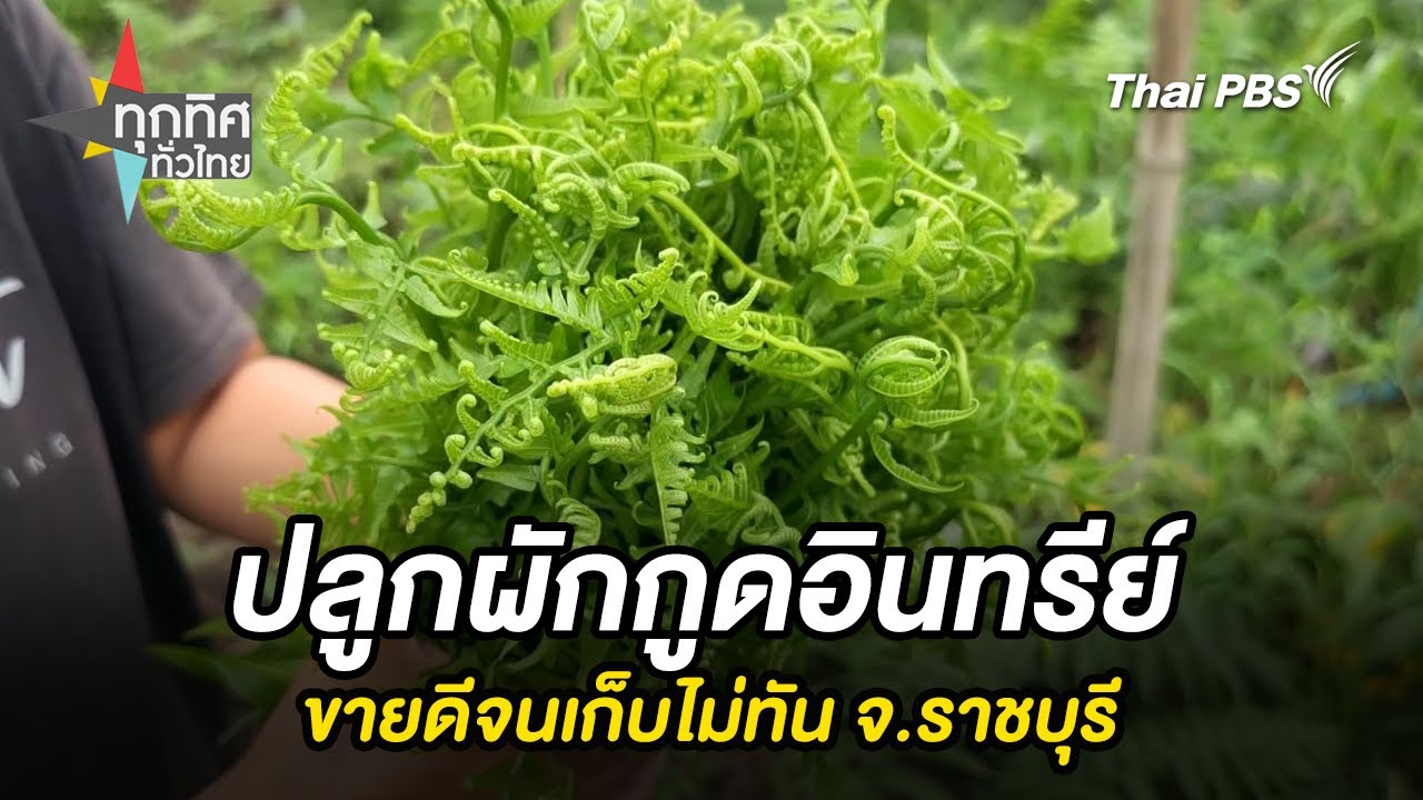 เกษตรกร จ.ราชบุรี ปลูกผักกูดอินทรีย์ขายดีจนเก็บไม่ทัน | ทุกทิศทั่วไทย | 4 ส.ค. 68