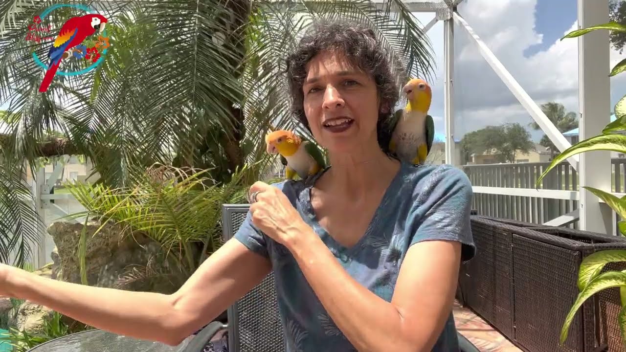 Adding A 2nd Caique Companion: Gender? Fighting? #parrot_bliss #caique