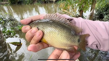 Tập 530 - Câu Cá Rô Đồng Ngay Miệng Cống Nước Lên Ruộng, Cá Rô Con Nào Cũng Khủng