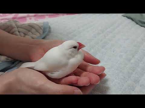 白文鳥 マロ ＃881 プールの後って眠くなりますよね 20220529 @maro_bunbun