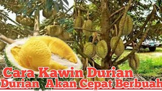 MUSANG KING DURIAN BATU 18 RAUB MALAYSIA Perkebunan Durian // Cara Membuat Benih Durian Musang King