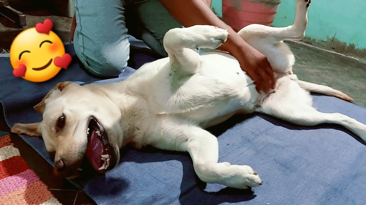 Dog Demands Belly Rubs | Cute Labrador Retriever Getting Belly Rub
