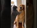 Try Not To Laugh 😂 Funniest Animal Dog And Cat Videos 2026 🤣|