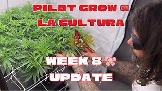 Pilot Grow at La Cultura | Week 8 Flower Update – 65 Plants / 15 strains