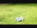 Chinese crested dog - fetch の動画、YouTube動画。