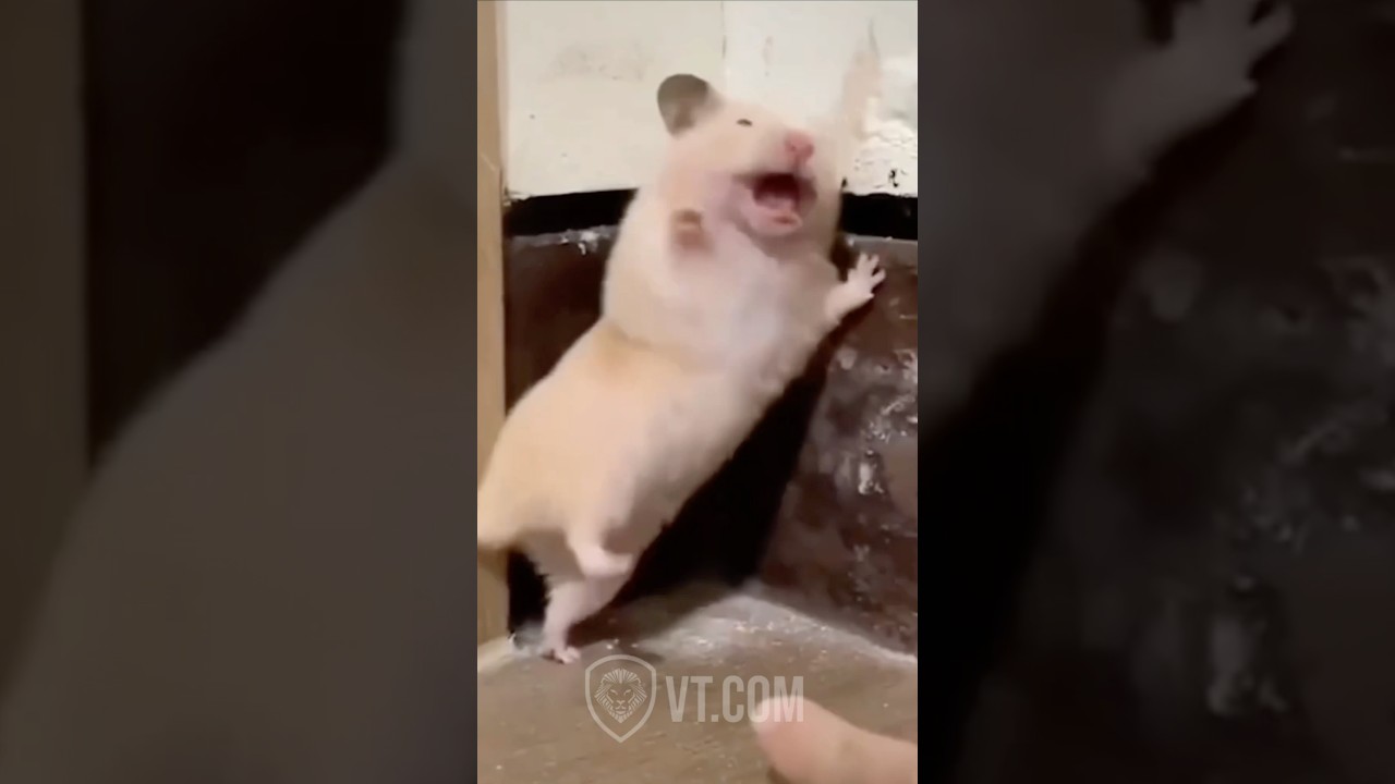 Hamster Caught Chewing Wall Then Screams Like a Human 😂🐹