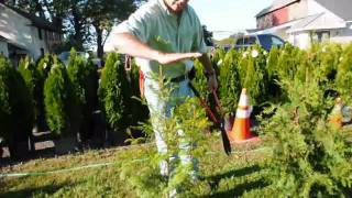 How we trim and care for Arbor vitae  and thuja plicata