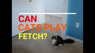 Can cats play fetch? Click and find out!