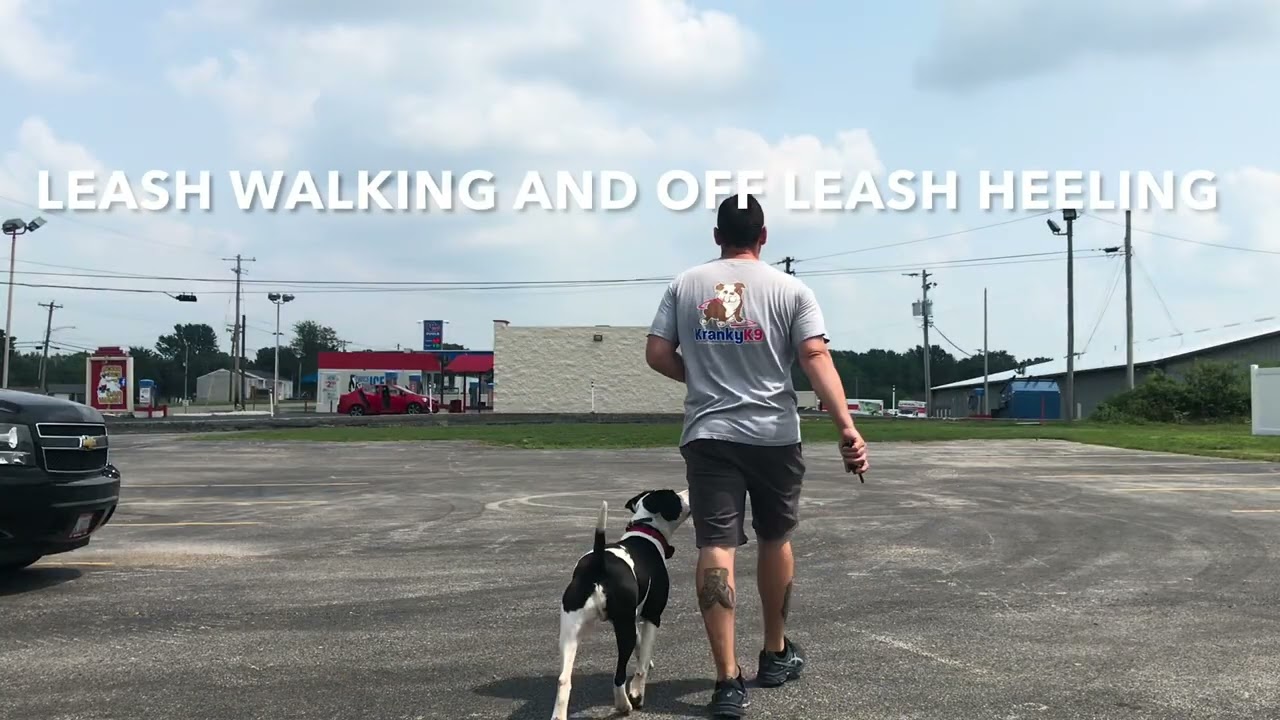 Off Leash Dog Training at Kranky K9