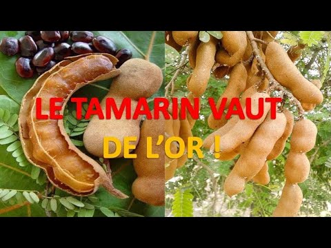 Vidéo: Tamarin - Propriétés Utiles Et Culture Du Tamarin. L'utilisation Du Tamarin