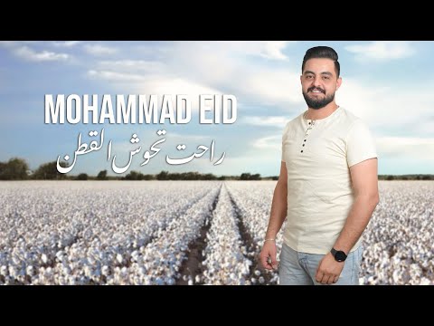 محمد عيد راحت تحوش القطن