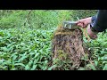 Foraging wild garlic and lakeside cooking spring chicken stew