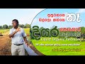 බල්ලො කන්නේ නැති දියර පොහොර හදන්නේ මෙහෙමයි - තිලක් කන්දේගම /  Liquid Organic Fertilizer Sri Lanka