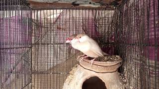 Fawn java sparrow breeder pair good size and healthy pair