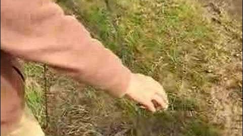 Removing birds from a mist net