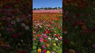 Beautiful flowers in Carlsbad California #flowers #carlsbad #spring