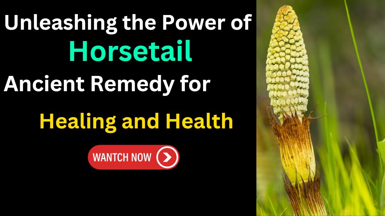 Horsetail Horsetail Plant Benefits of Horsetail YouTube