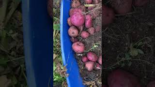 First time grow and harvest potatoes in 20 gallon container!@ Nga Tran Canada. Lần đầu trồng và.. by Nga Tran Canada 186 views 8 months ago 5 minutes, 55 seconds