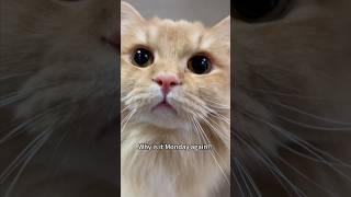 Why is it Monday Again? #shorts #cat #funny Why is it Monday Again? #shorts #cat #funny
